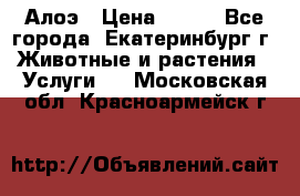 Алоэ › Цена ­ 150 - Все города, Екатеринбург г. Животные и растения » Услуги   . Московская обл.,Красноармейск г.